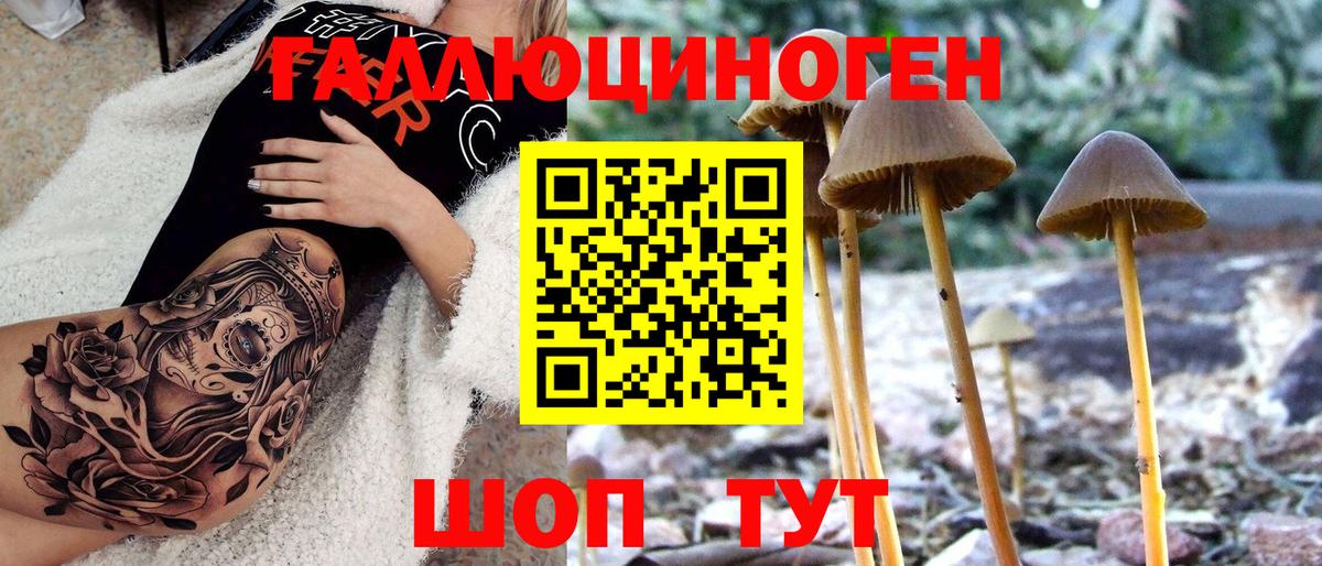 Тверь  Галлюциногенные грибы GOLDEN TEACHER  Вход с VPN  Галлюциногенные грибы прущие грибы 
